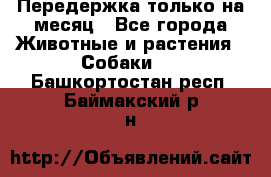 Передержка только на месяц - Все города Животные и растения » Собаки   . Башкортостан респ.,Баймакский р-н